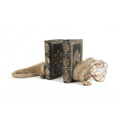 Bookend Iguana set of 2, 35x12x18cm