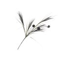 Decorative plant Meskantus Lady Black, 89cm