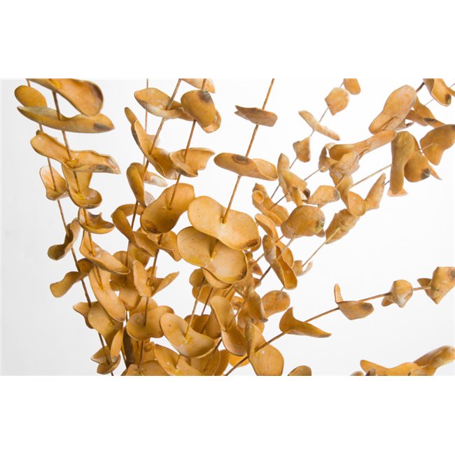 Decorative plant Barberis OR, 91cm