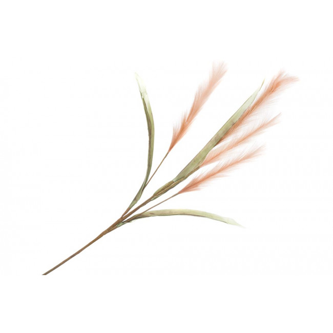 Декоративное растение Alopecurus pratensis, H115cm