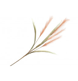 Декоративное растение Alopecurus pratensis, H115cm