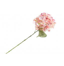 Гортензия Phlox Bright eyes, H62cm